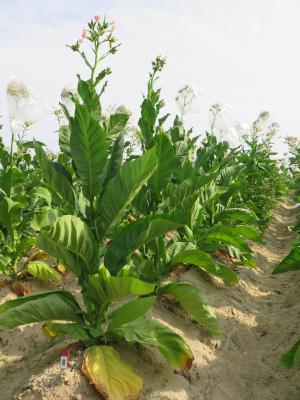 Click for 5 image(s) for this accession. PLANT
